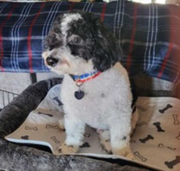 Photo of Bandit