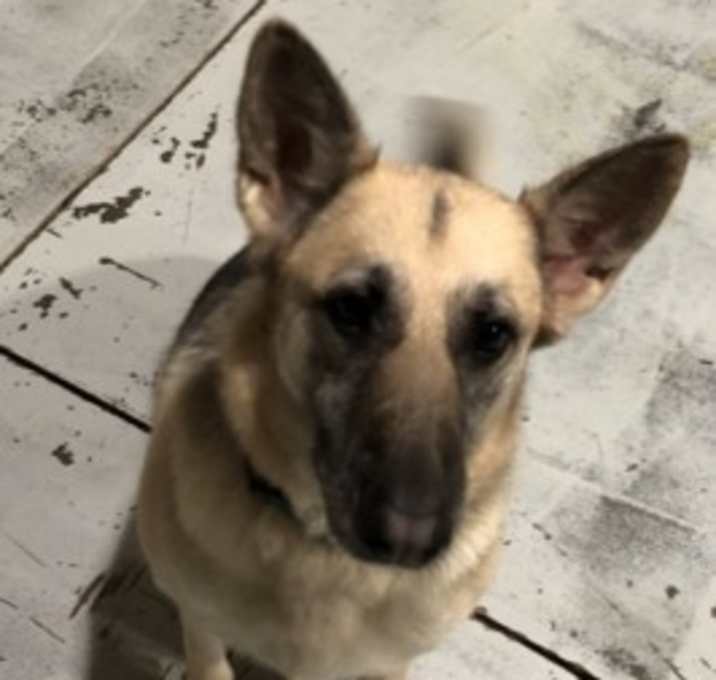 Photo of ANNIE