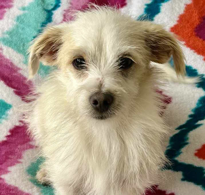 Photo of Ginger
