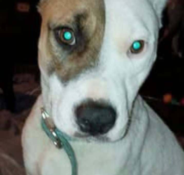 Photo of Daisy