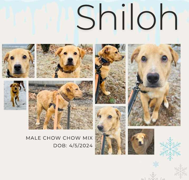 Photo of Shiloh