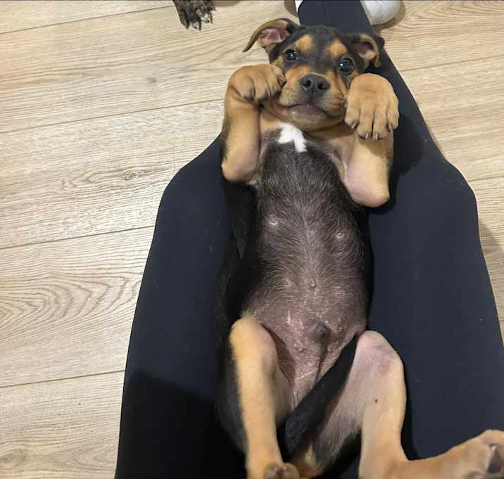 Photo of Baby Rocky