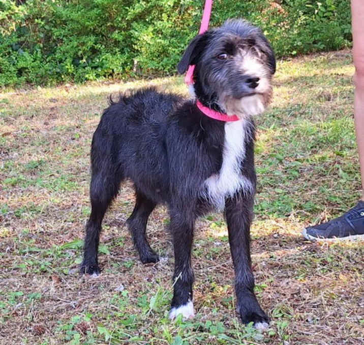 Photo of 250583  Ruby