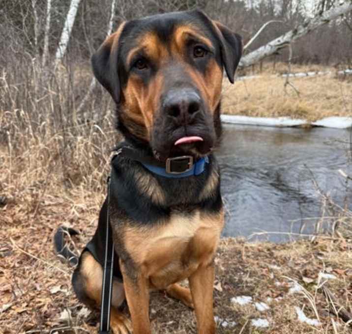 Photo of Brutus *Boss*
