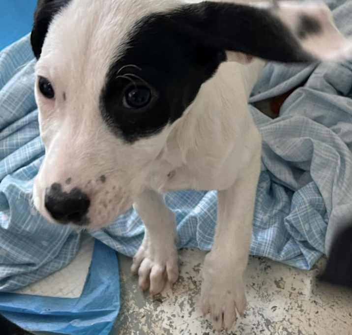 Photo of Sweet Cookie
