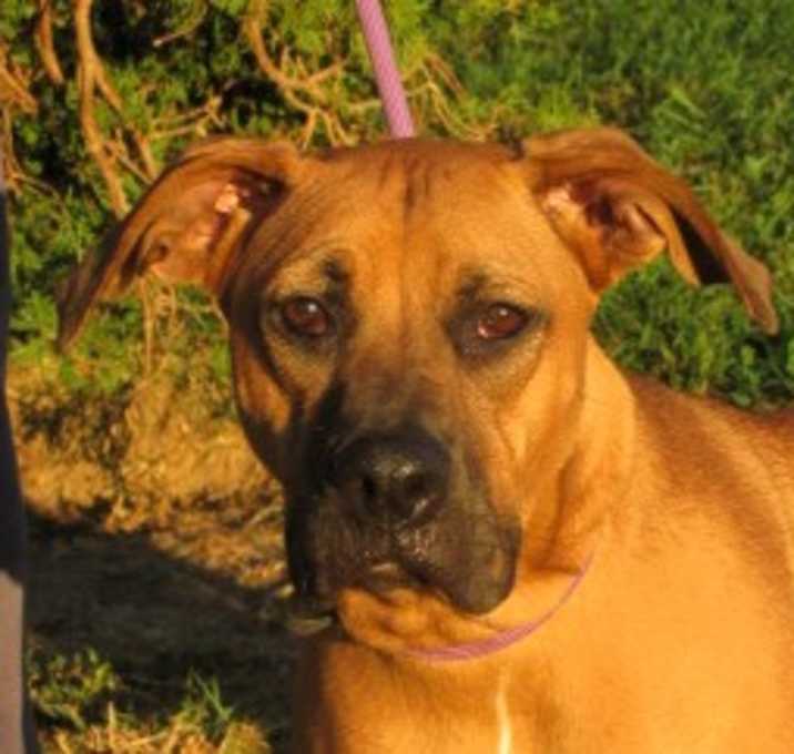 Photo of Daisy