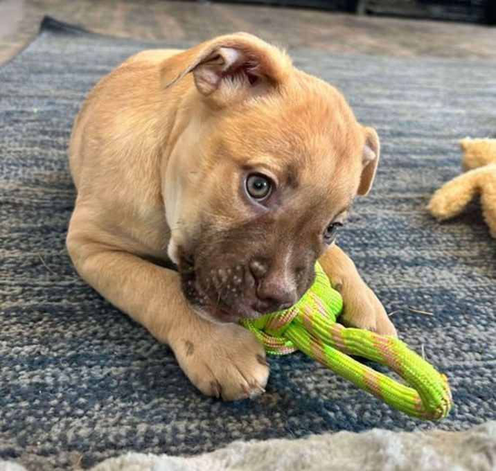 Photo of Mama Gia's Pup Gabriel