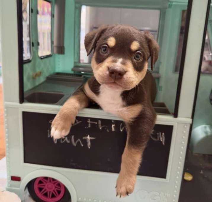 Photo of Mama Gia's Pup Gus