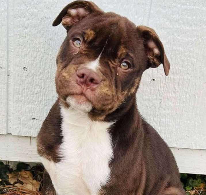 Photo of Mama Gia's Pup Gilbert