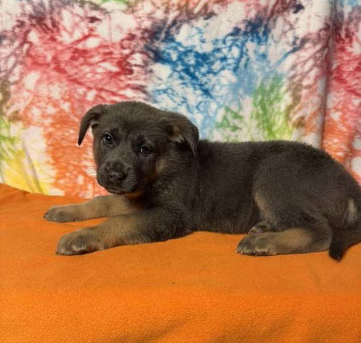 Photo of Tarzan