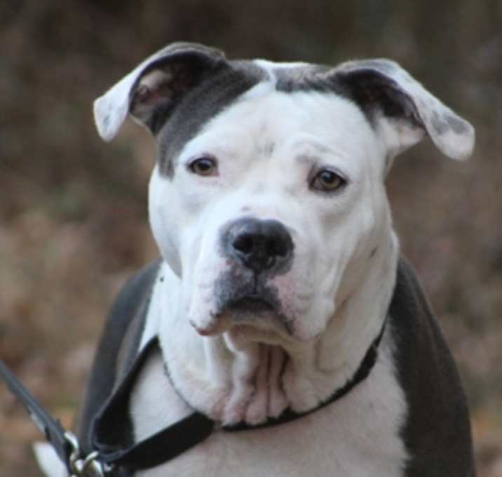 Photo of Draco