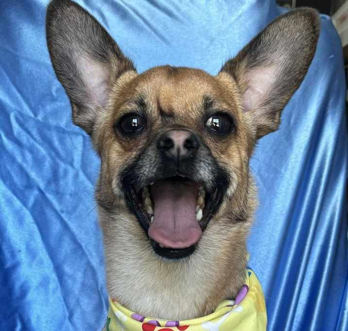 Photo of MOJO