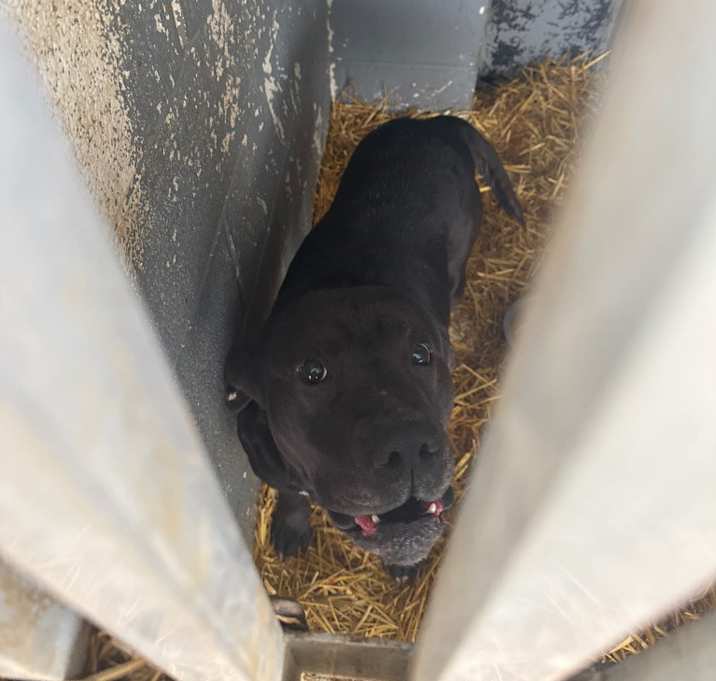 Photo of Boone