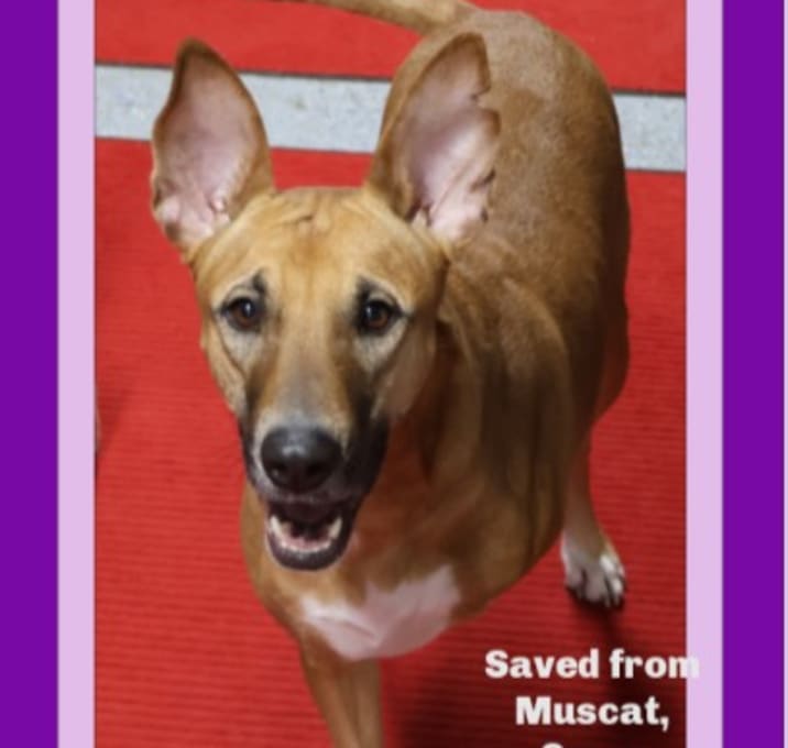 Photo of GEYRAN - Front Leg Amputee - $350