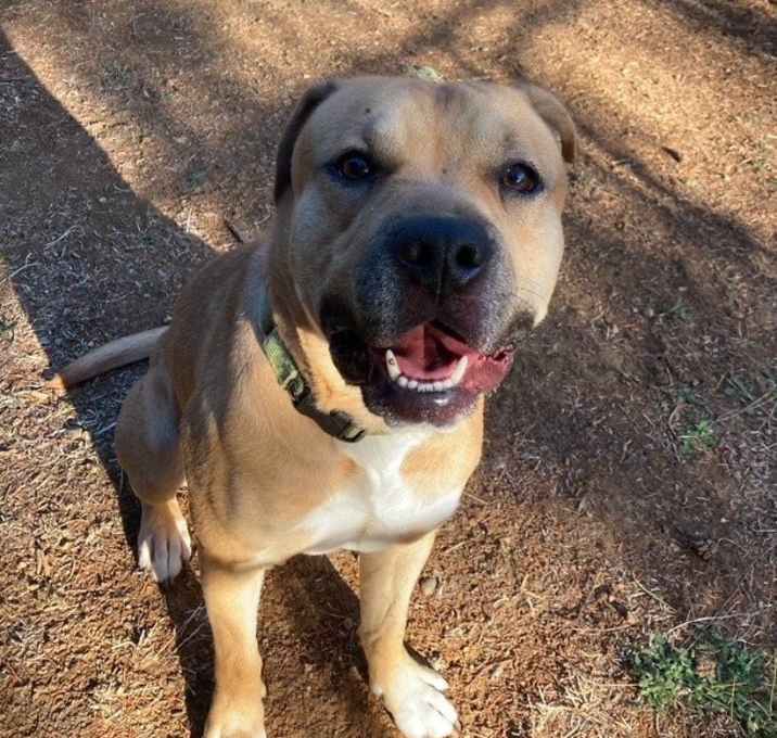 Photo of Buck