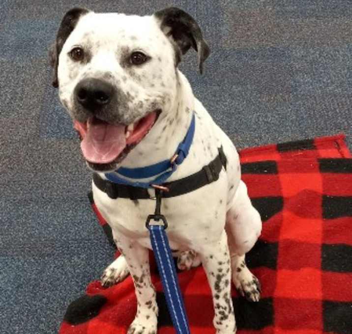 Photo of Trooper - adoption pending