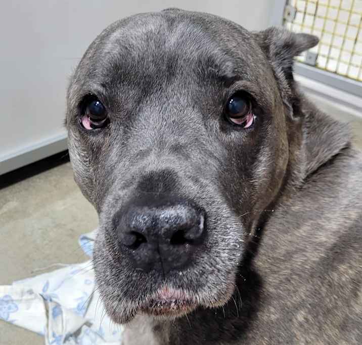 Photo of Luna
