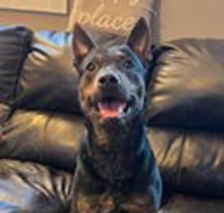 Photo of Wrangler