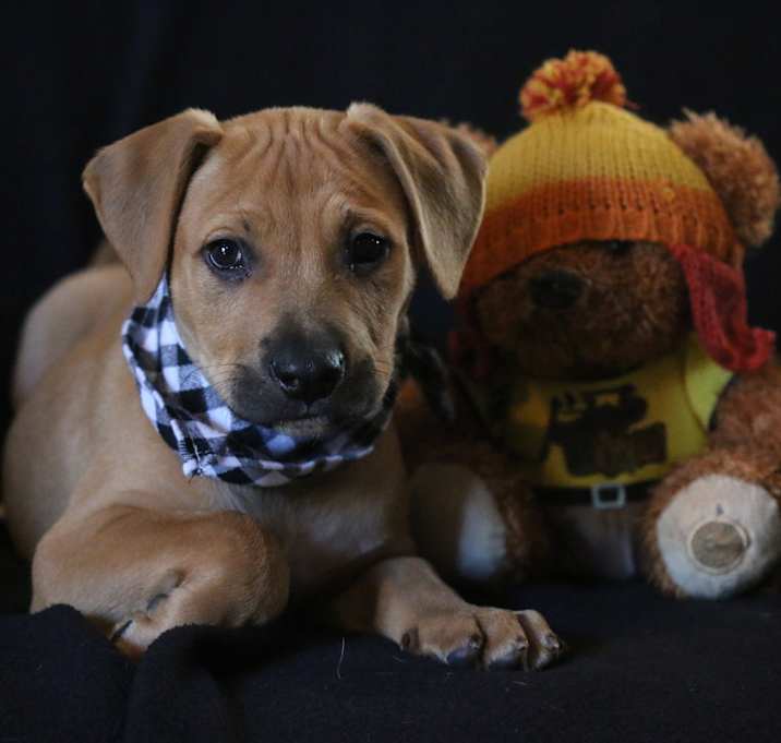 Photo of Baby Scooby