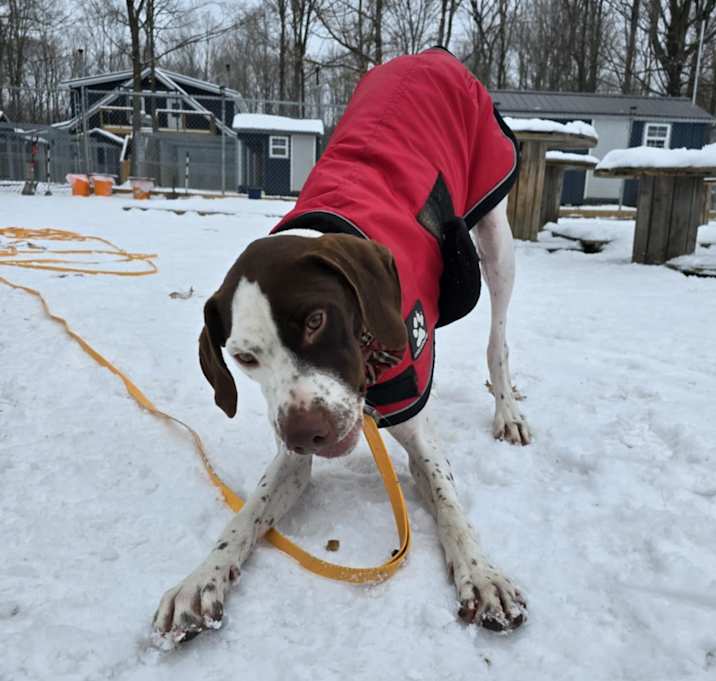 Photo of Rufus