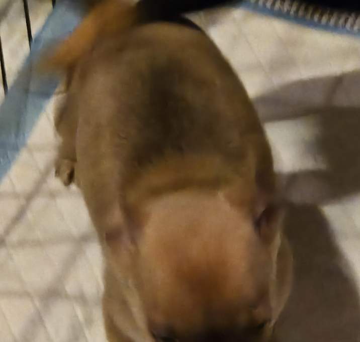 Photo of Stinker