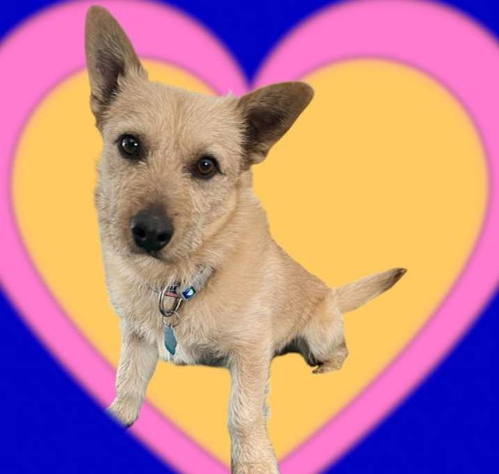 Photo of Toto