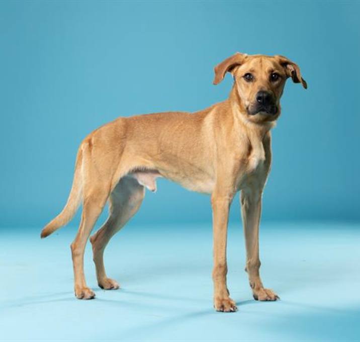 Photo of BUDDY