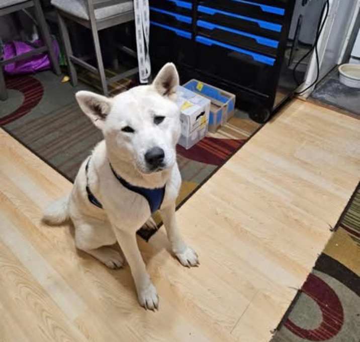 Photo of Ivory