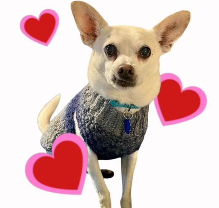 Photo of Toby