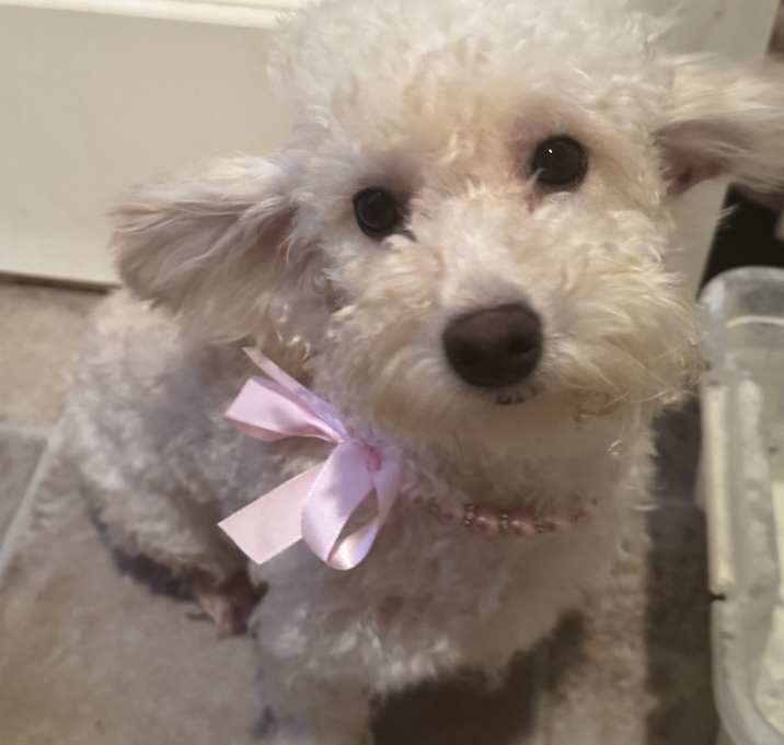 Photo of Lily