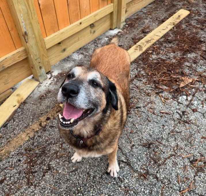 Photo of Sweet Pea