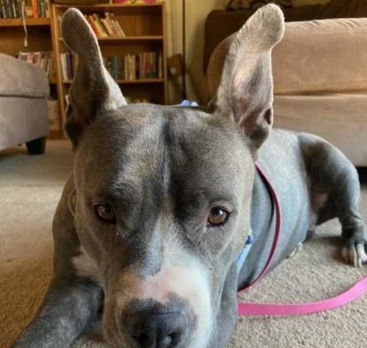Photo of ALLIE*