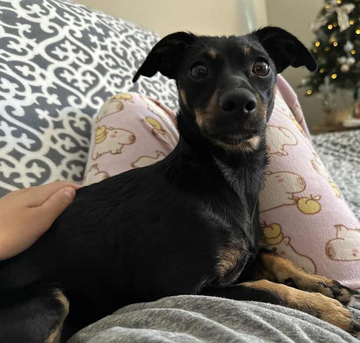 Photo of Daisy