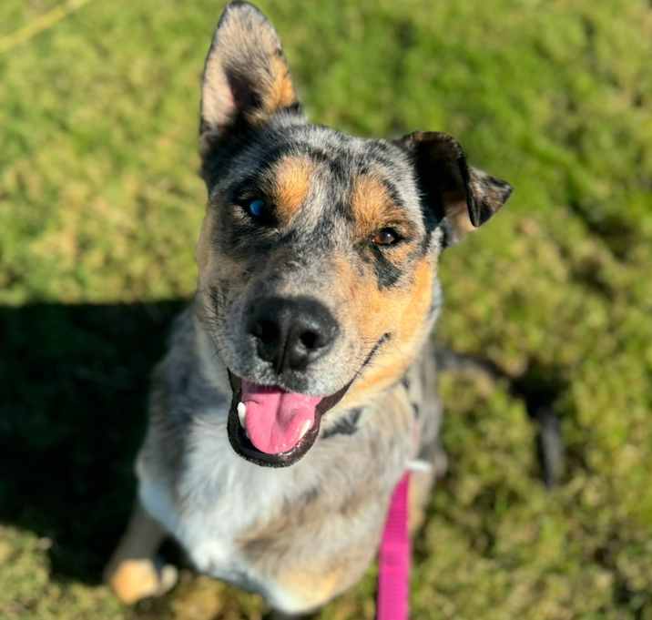 Photo of Sampson
