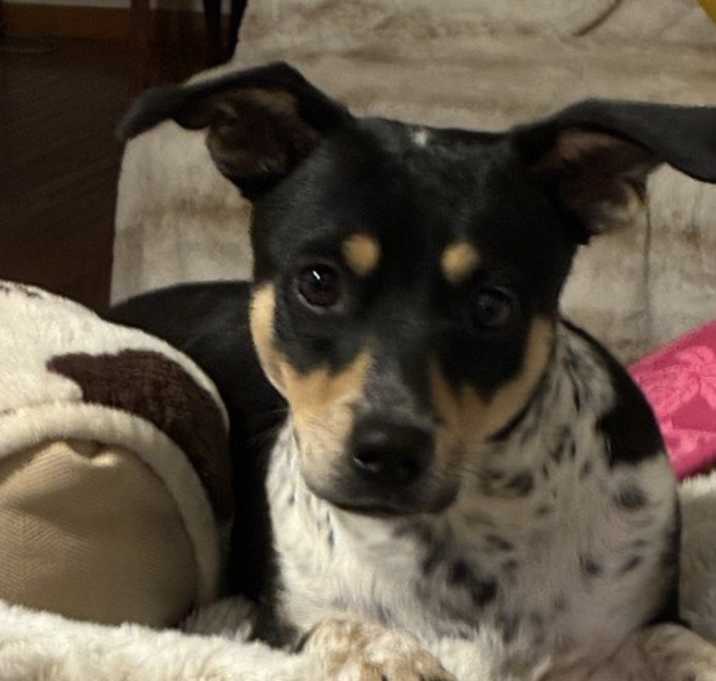 Photo of Petunia