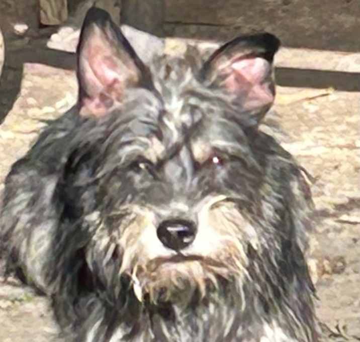 Photo of Scuffy
