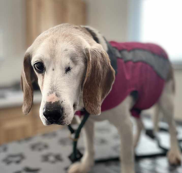 Photo of Ruby (Mabel)