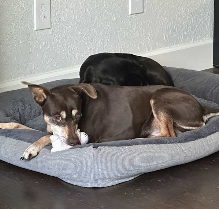 Photo of Penny
