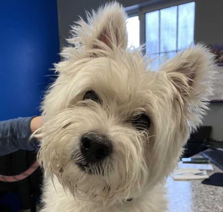 Photo of Lily