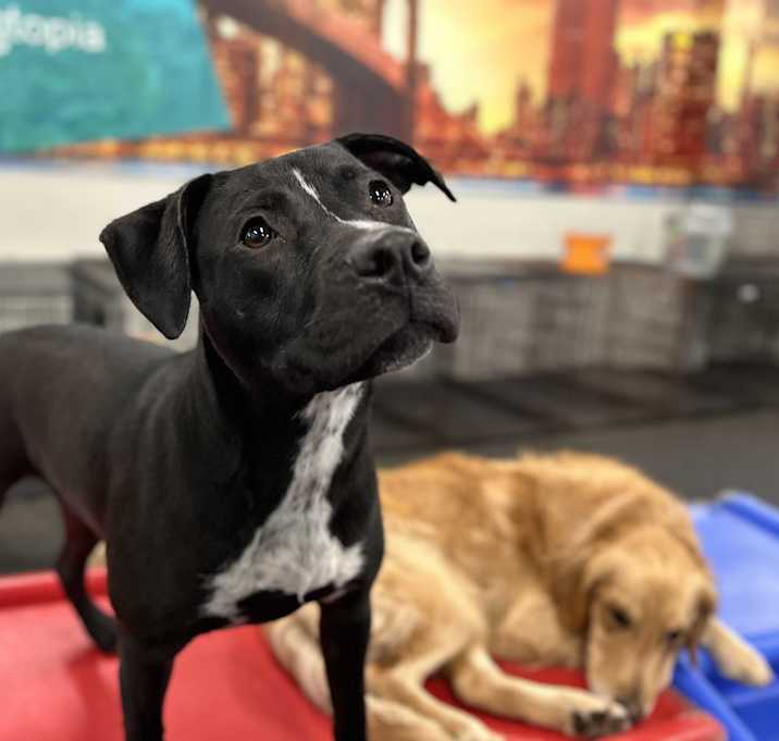 Photo of Pepper