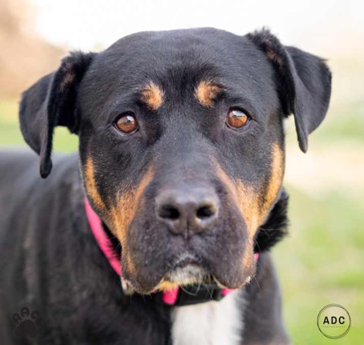 Photo of Duchess - In Foster
