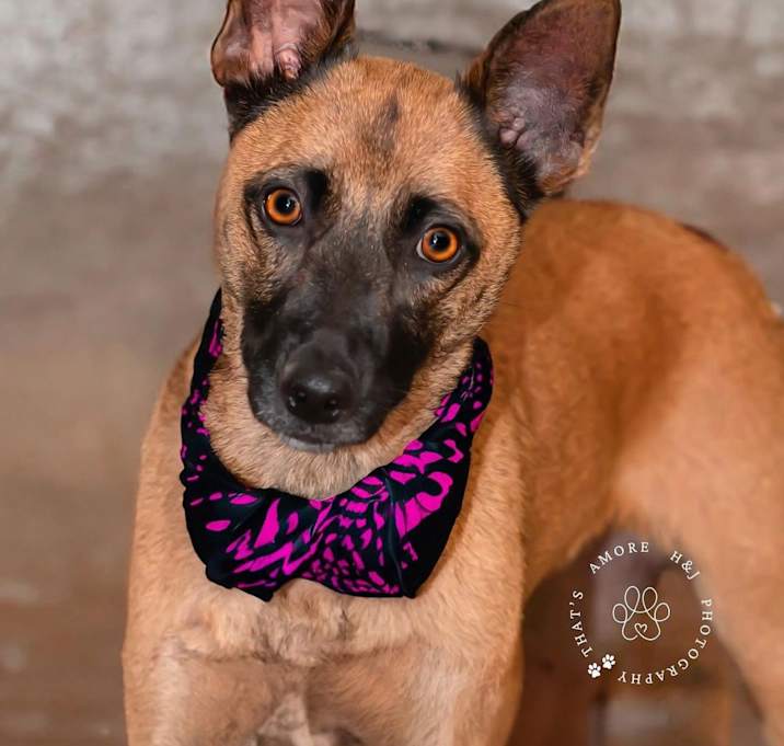 Photo of Piper