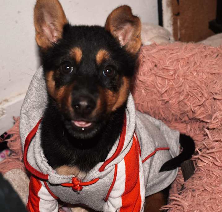 Photo of Willow