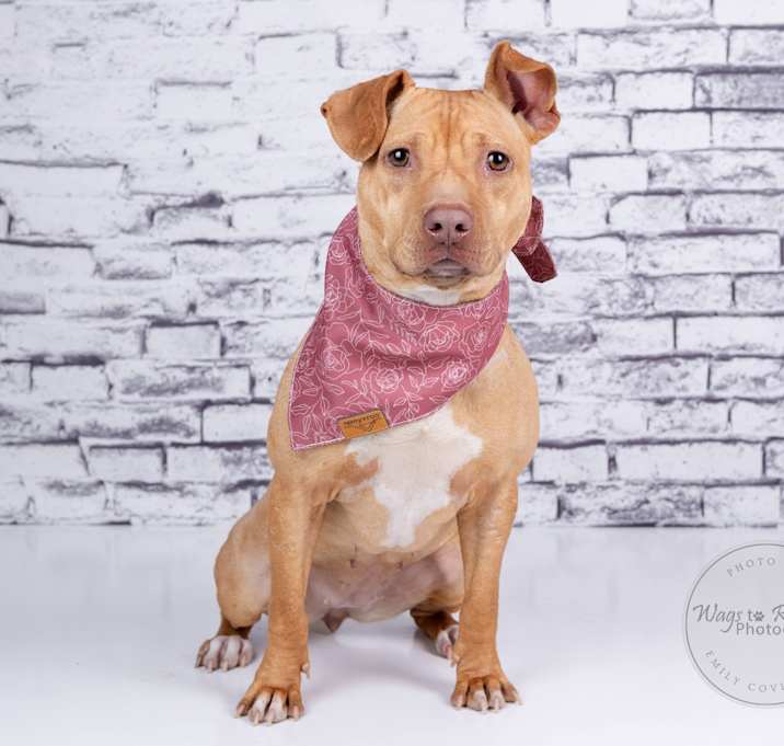 Photo of Boo Pup