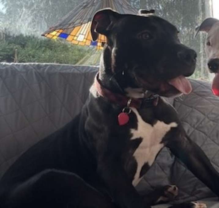 Photo of Oreo