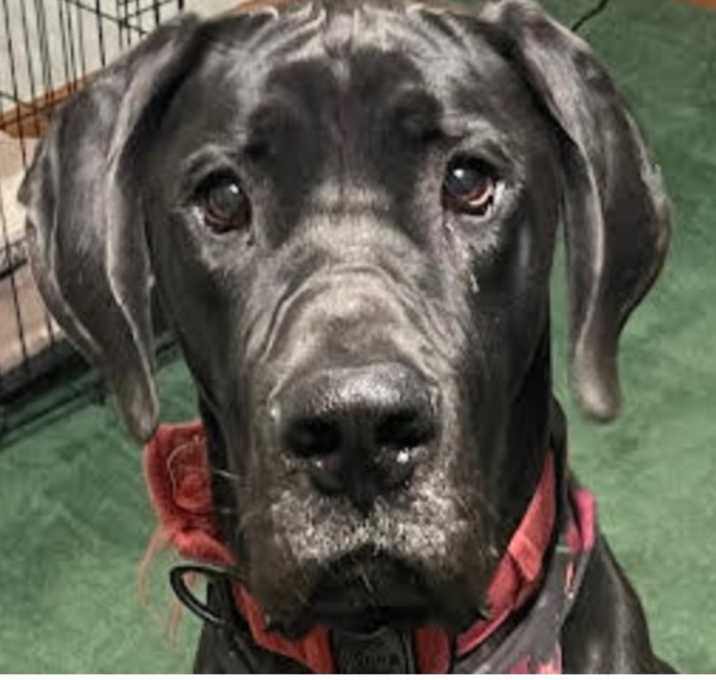 Photo of Cooper