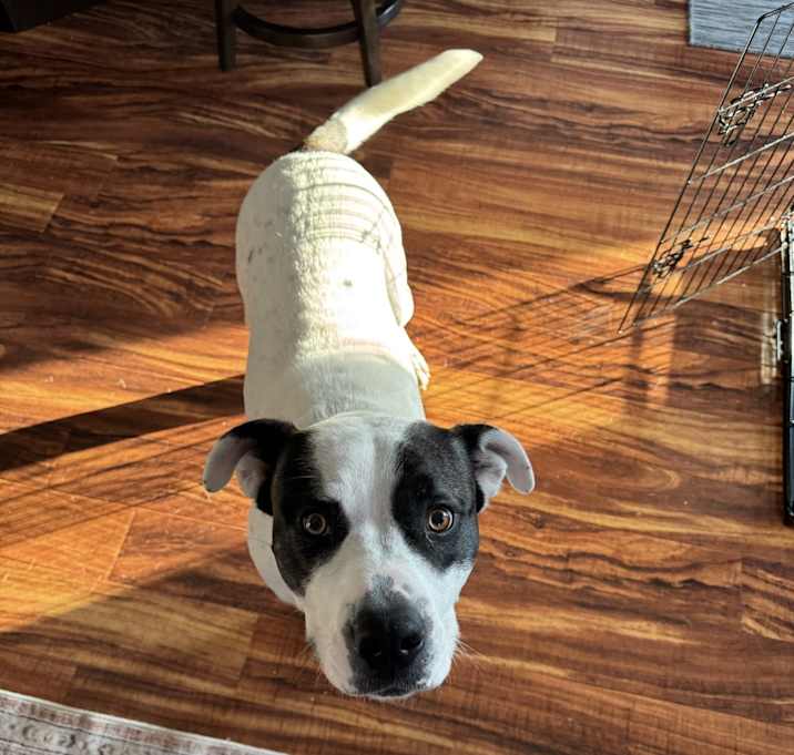 Photo of Sully