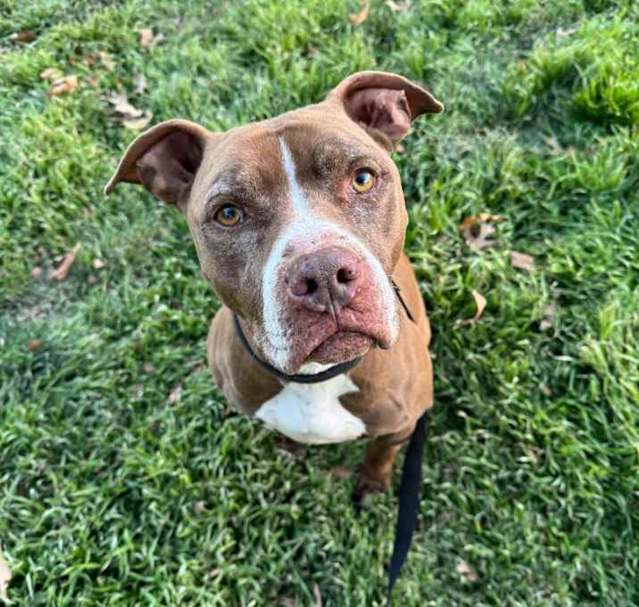 Photo of Dodger