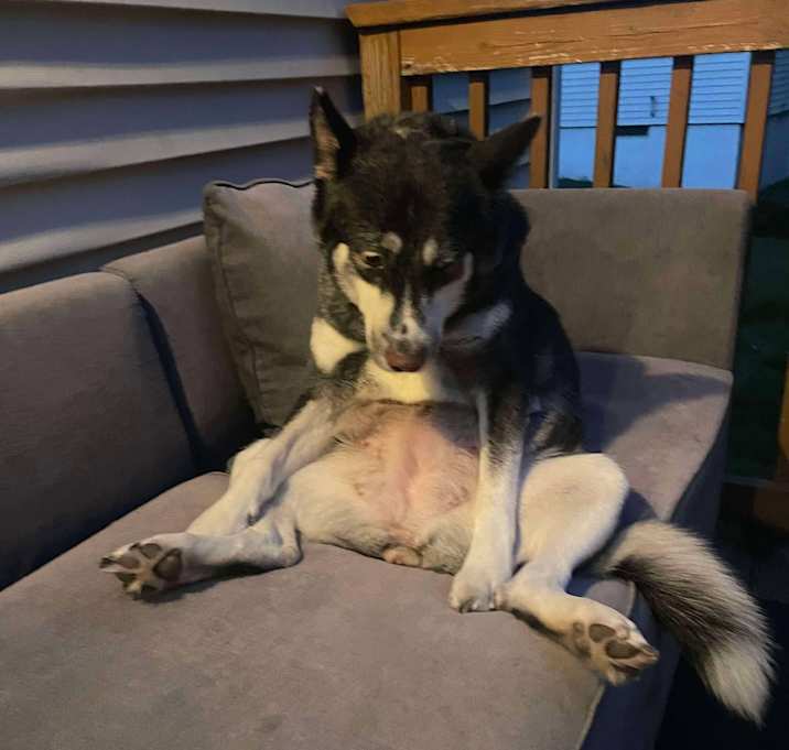 Photo of Nova