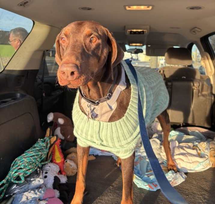 Photo of Dolce